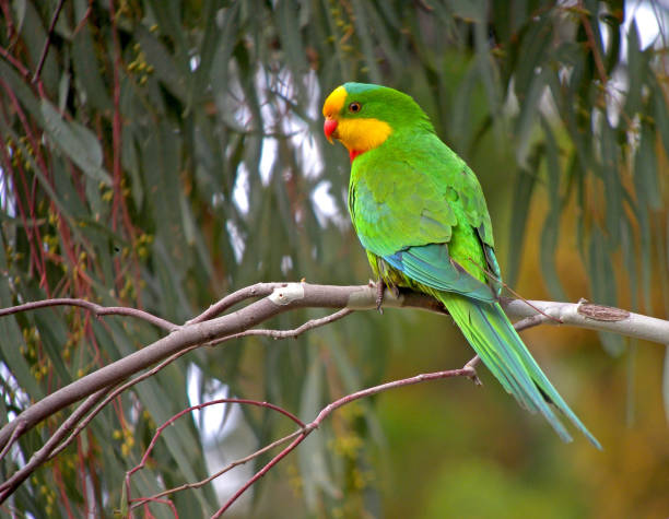 Superb Parrot, Polytelis swainsonii stock photo