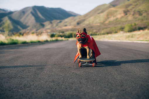 A French Bulldog is dressed up as a superhero dog standing on a skateboard and ready to conquer the enemy, namely cats and criminals. Image taken in Utah, USA.