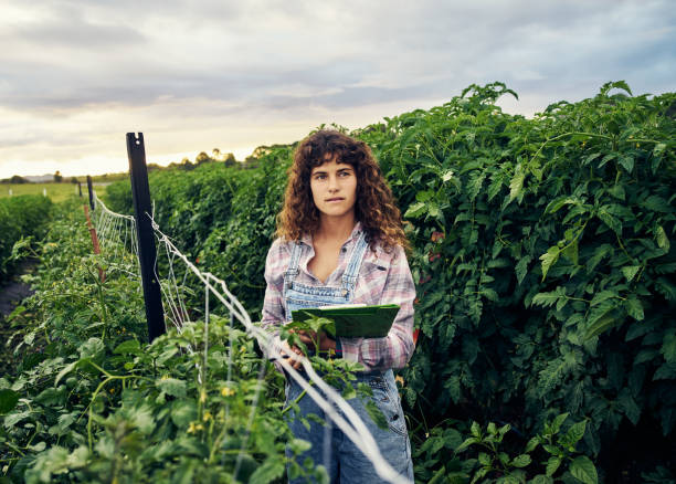Supervising the season's crops Shot of a young woman working on a farm homegrown produce photos stock pictures, royalty-free photos & images