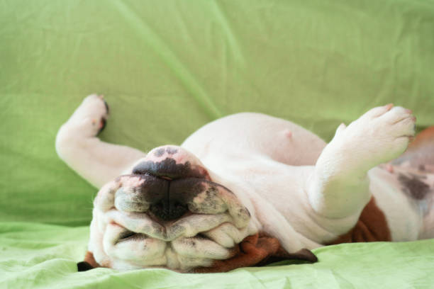supine bulldog enjoys her time on the sofa stock photo