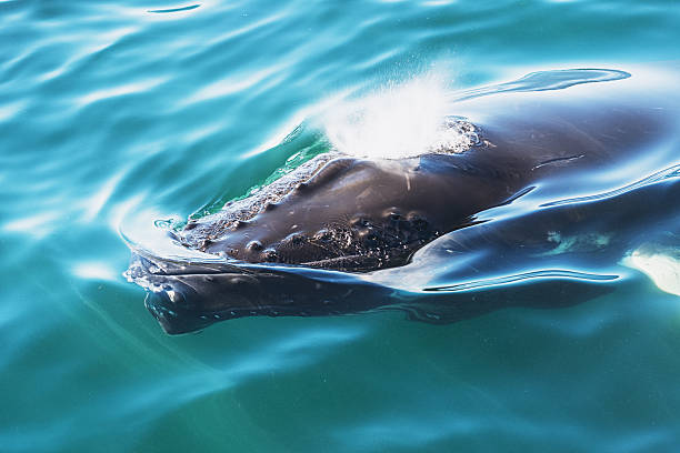 remonter à la surface de baleines à bosse - event photos et images de collection