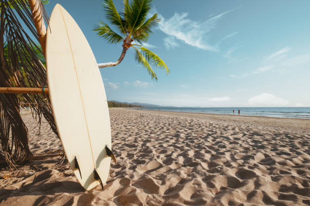 Surfboard and palm tree on beach background. stock photo