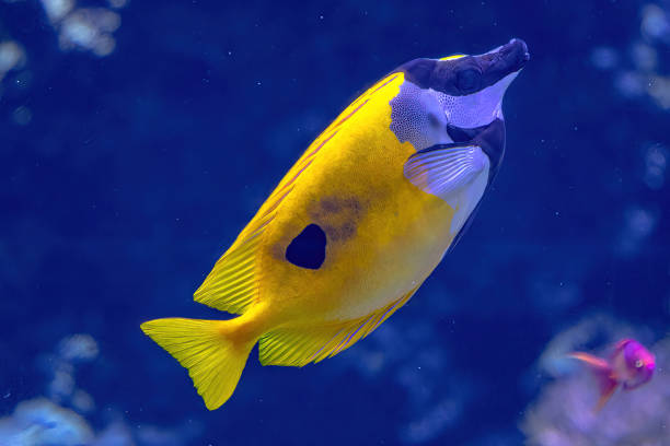 рыба-хирург рыба-кролик фоксфейс - great barrier reef стоковые фото и изображения