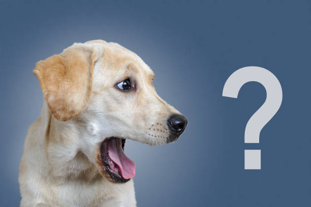 Surprised dog, question mark, on a blue background stock photo