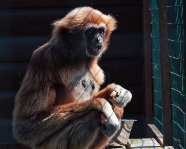 420 Furry Meme Stock Photos Pictures Royalty Free Images Istock