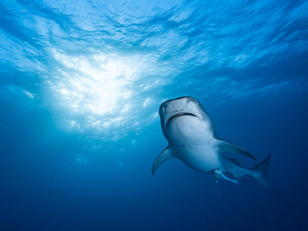 Surrounded by sharks stock photo