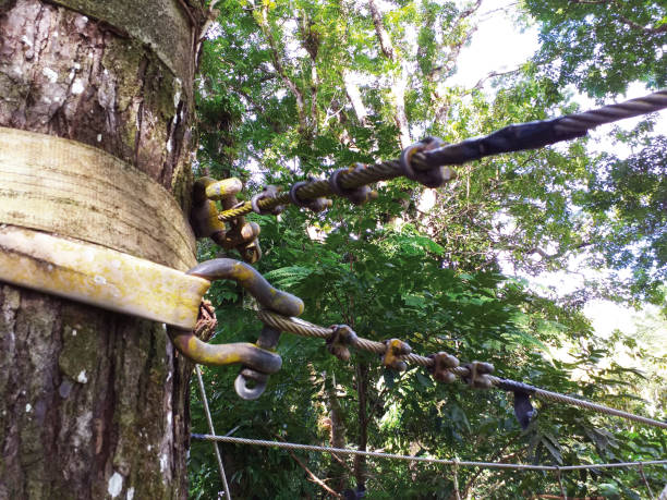 Suspension bridge anchor detail in tropical forest. Close-up of hooks and anchor point on tree trunk of Hanging Footbridge for Treetop trail in the French West Indies. Adventure and safety concept. Suspension bridge anchor detail in tropical forest. Close-up of hooks and anchor point on tree trunk of Hanging Footbridge for Treetop trail in the French West Indies. Adventure and safety concept. anchor point stock pictures, royalty-free photos & images