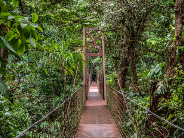 Suspension bridge in Monteverde, Costa Rica stock photo