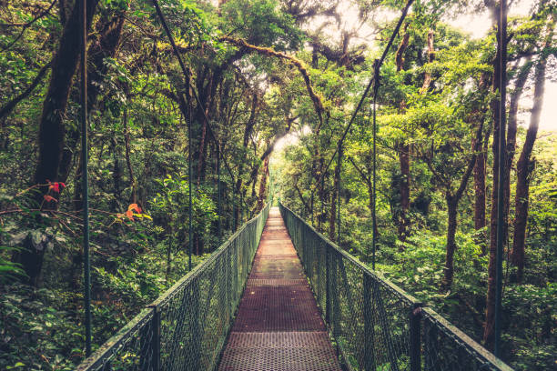 Suspension bridge in the Jungle Suspension bridge in the cloud forest of Monteverde monteverde stock pictures, royalty-free photos & images
