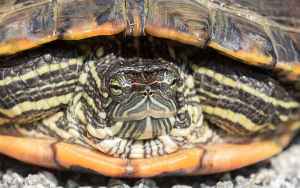 suspicious red-eared slider turtle - tartaruga selvagem imagens e fotografias de stock