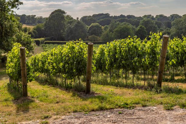 A Sussex Vineyard stock photo