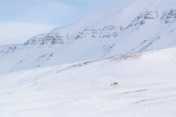 Svalbard reindeer in winter in Spitsbergen stock photo