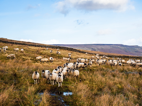 Swaledale sheep with moorland