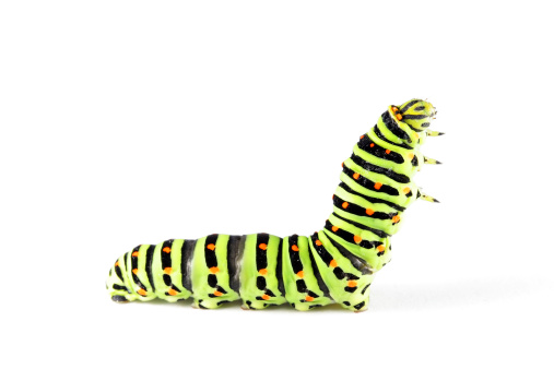 Monarch butterfly caterpillar with yellow, white, and black stripes is crawling on a green leaf as it looks for a place to transform to a chrysalis.