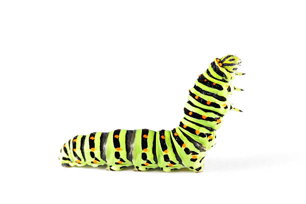 borboleta cauda de andorinha caterpillar 02 - lagarta - fotografias e filmes do acervo