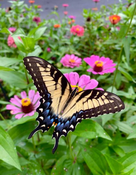 Swallowtail butterfly on pink Zinnia Closeup of a swallowtail butterfly on a pink zinnia blossom butterfly flower stock pictures, royalty-free photos & images