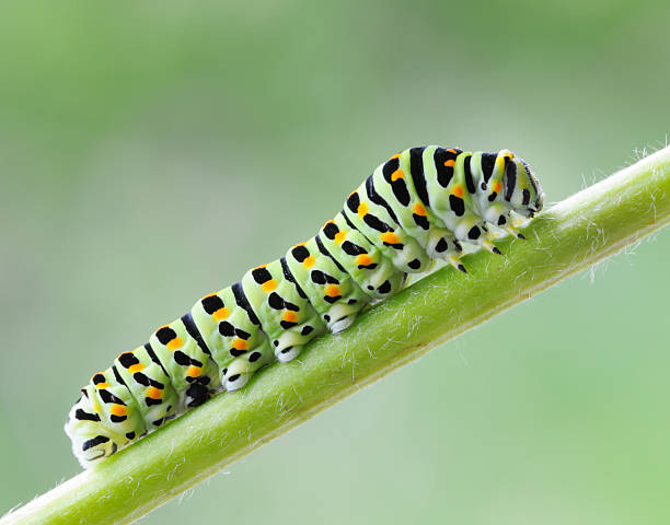 papilio rutulus caterpillar, machaor, macro (xxxl - lagarta - fotografias e filmes do acervo