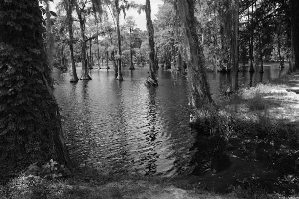 Swamp area stock photo