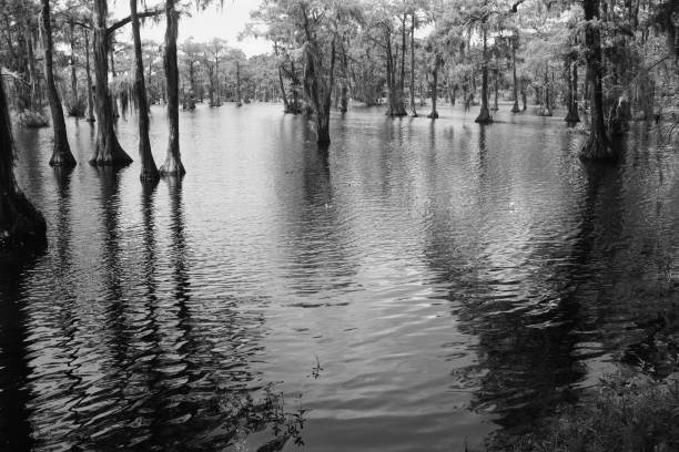 Swamp area stock photo