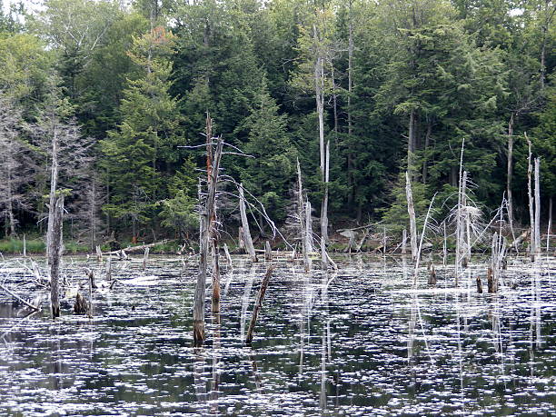 Swamp stock photo