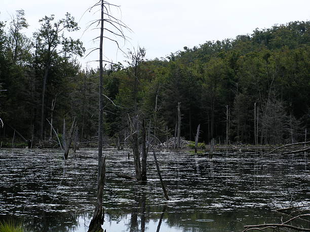 Swamp stock photo