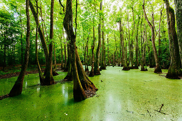 swamps in louisiana, usa - broekland stockfoto's en -beelden
