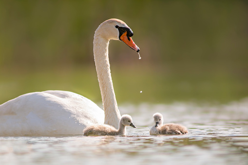 a swan and its chicks are swimming on a lake