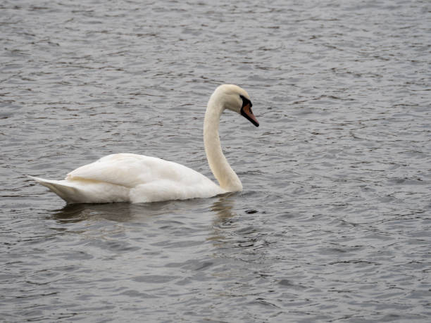 Swan at Chitila lake, Romania stock photo