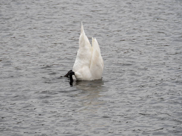 Swan fishing at Chitila lake, Romania stock photo