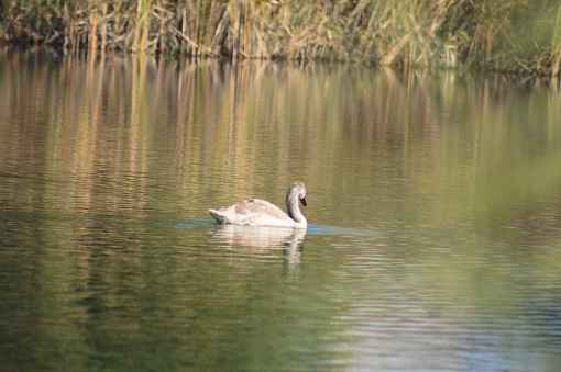 Swan floating on rippled lake close-up with selective focus on foreground