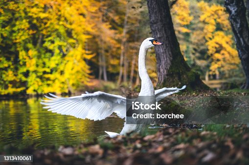 istock Swan In Autumn Park 1313410061