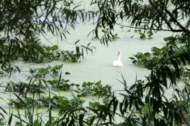 Swan in trees stock photo