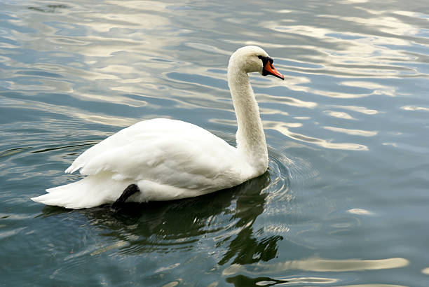 Swan Lake stock photo