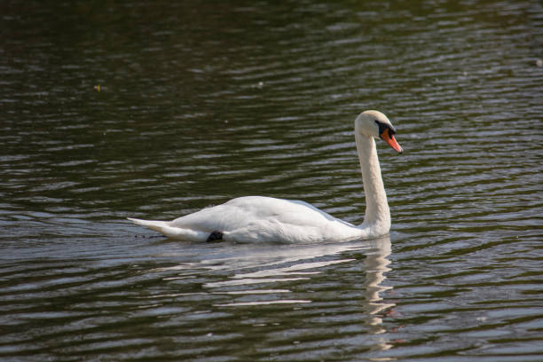 Swan Lake stock photo