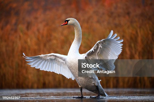 istock Swan on ice 1192452357