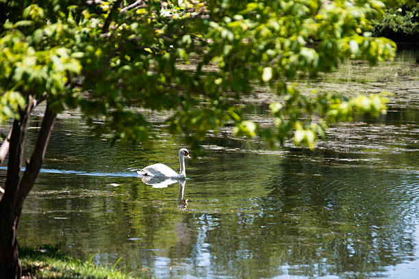 Swan on Lake Leverne Swan on Lake Leverne at Iowa State. iowa state university stock pictures, royalty-free photos & images