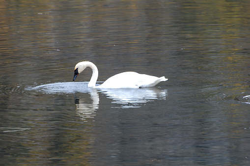Picture of a swan on a lake with its reflection