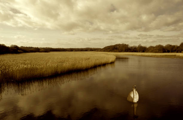 Swan on Pond, Sepia Toned stock photo
