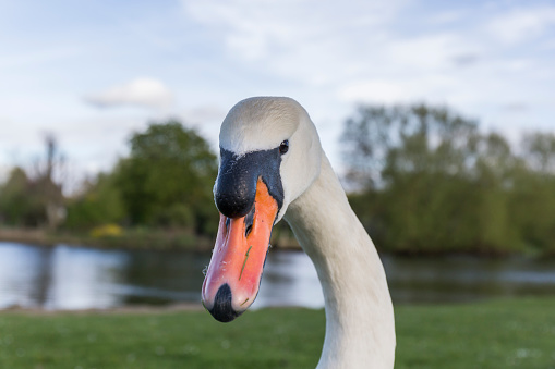 closeup of the head of a swan