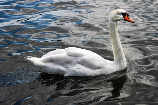 A Swan stock photo