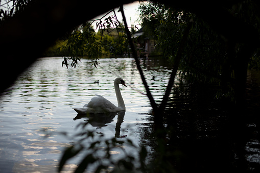 Swan swims in lake. White swan on water. Bird in wild. Waterfowl.