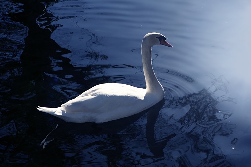 swan white swimming blue water sun reflection