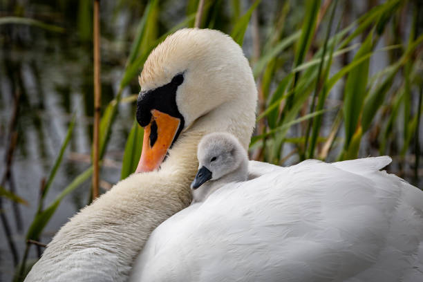 A Swan with a Cygnet Nuzzled Beneath her Feathers stock photo