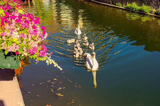 Swan with chicks swims through the canal. Alsace. Old ancient French city Colmar. Summer trip to France. European country. French architecture. Voyage. Warm sunny day
