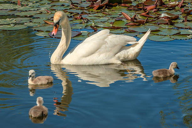 Swans family stock photo