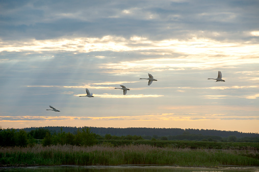 Swans fly over the lake in the early morning