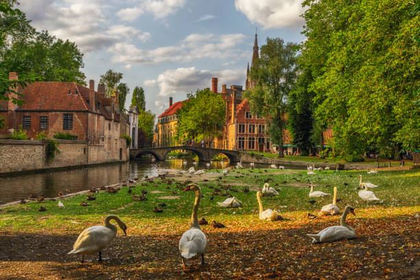 Swans in a Public Park in Bruges, Belgium Wijngaardplein, Bruges, Belgium brugge belgium stock pictures, royalty-free photos & images