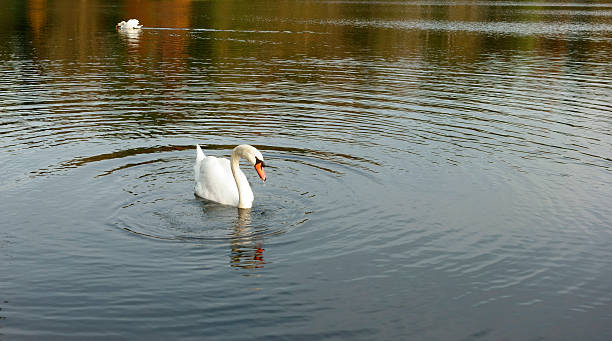 Swans in autumn stock photo