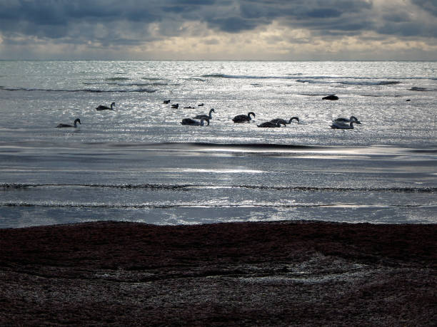 Swans in the Caspian Sea. stock photo