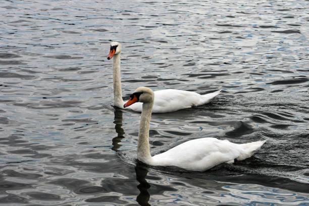 2 Swans stock photo